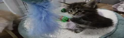 Maine Coon cats for sale: 🌟 1 Stunning Torbie girl left 🌟 TICA reg'd🌟 - Advert 37