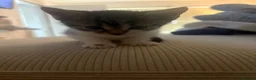 Mixed Breed cats for sale: 4 kittens - Advert 4