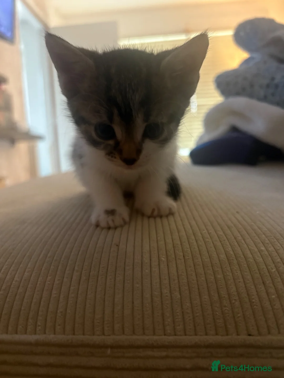 Mixed Breed cats for sale: 4 kittens - Advert 4