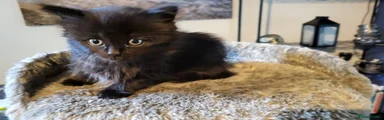 British Longhair Kitten 2