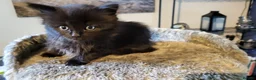 British Longhair cats for sale: British Longhair Kittens - Advert 17