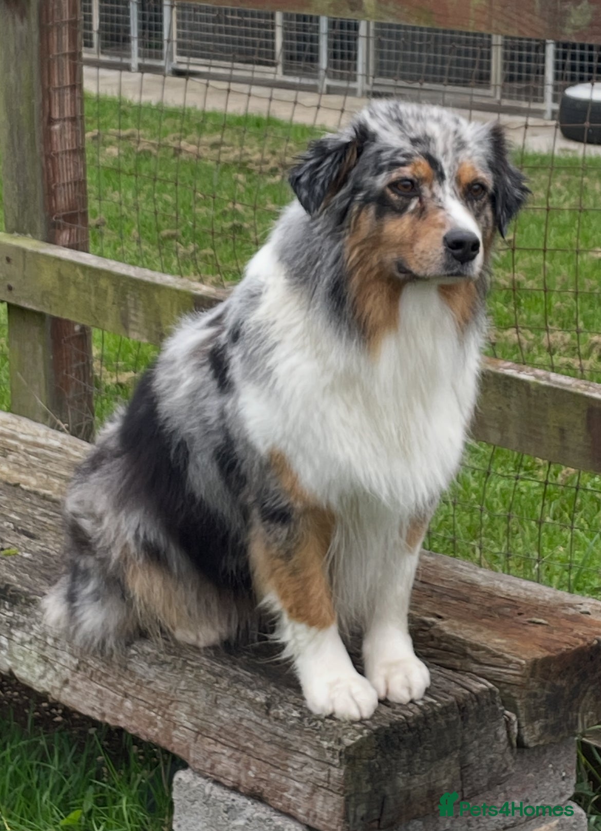 Australian Shepherd dogs Beautiful Aussie Puppies - Advert 1