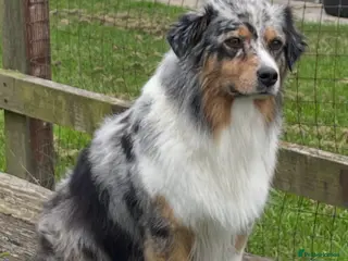 Australian Shepherd dogs Beautiful Aussie Puppies - Advert 5