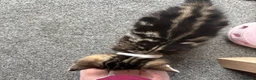 Mixed Breed cats for sale: 2 gorgeous tabby boys in Chorley - Advert 3