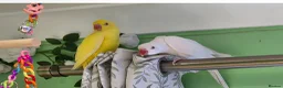 Ringnecks birds for sale:  White Indian Ringneck "Binky"  - Advert 5