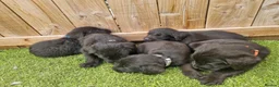 Mixed Breed dogs for sale: Giant schnauzer x Labrador puppies  - Advert 4