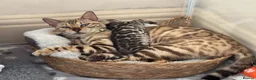 Bengal cats for sale: Bengal unregistered kittens.  in Dorchester - Advert 13