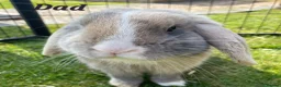 Mixed Breed rabbits for sale: 2 Boy Rabbits in Bungay - Advert 5