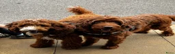 Irish Doodle dogs for sale: Mini Irish doodles - F1b - ready 15/10/26  - Advert 13