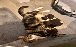 Domestic Shorthair cats for sale: Kitten - Image 2