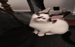 British Shorthair cats for sale: Two white and black sisters - Image 6