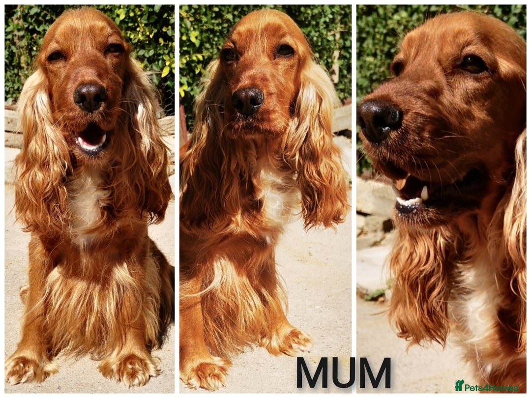 Cockapoo dogs for sale: Stunning F1 Red Miniature - Health Tested Parents - Image 7