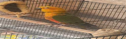 Conures birds for sale: Jenday conure parrot  - Advert 1