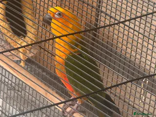 Conures birds Jenday conure parrot - Advert 6