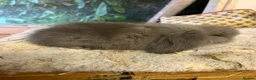 Mini Lion Lop rabbits for sale: Pure mini lion lops from show stock  - Advert 9