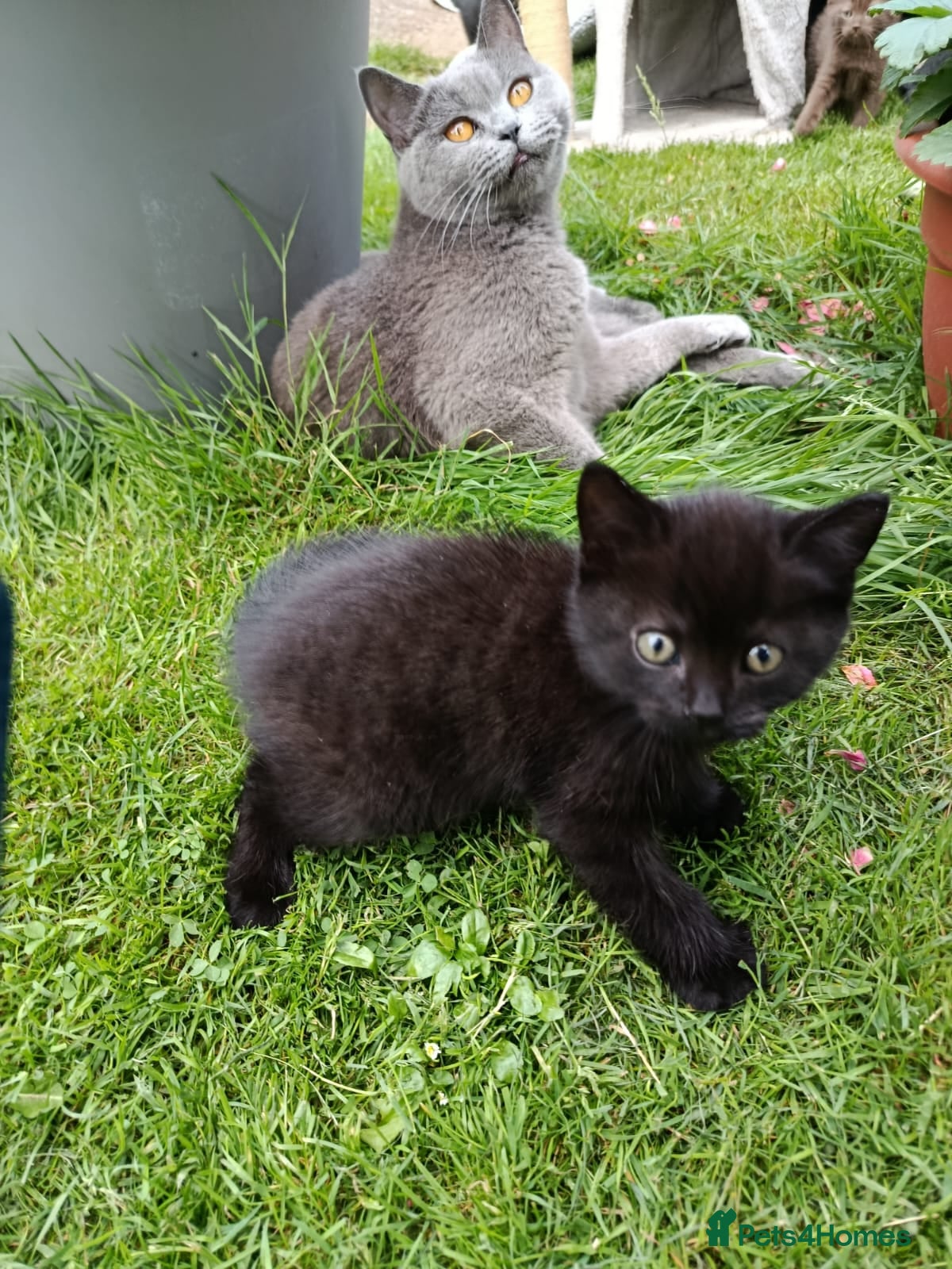 Mixed Breed cats Black kittens  - Advert 7