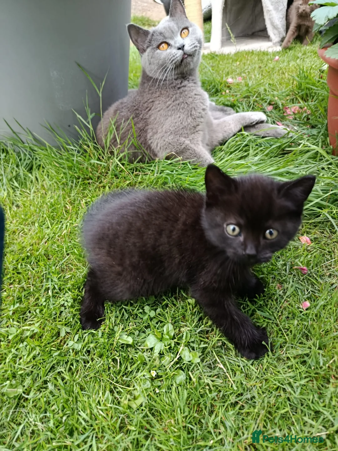 Mixed Breed cats for sale: Black kittens  - Advert 1