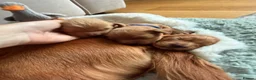 Cocker Spaniel dogs for sale: Beautiful Cocker Spaniel Puppies_Girls & One Boy - Advert 13