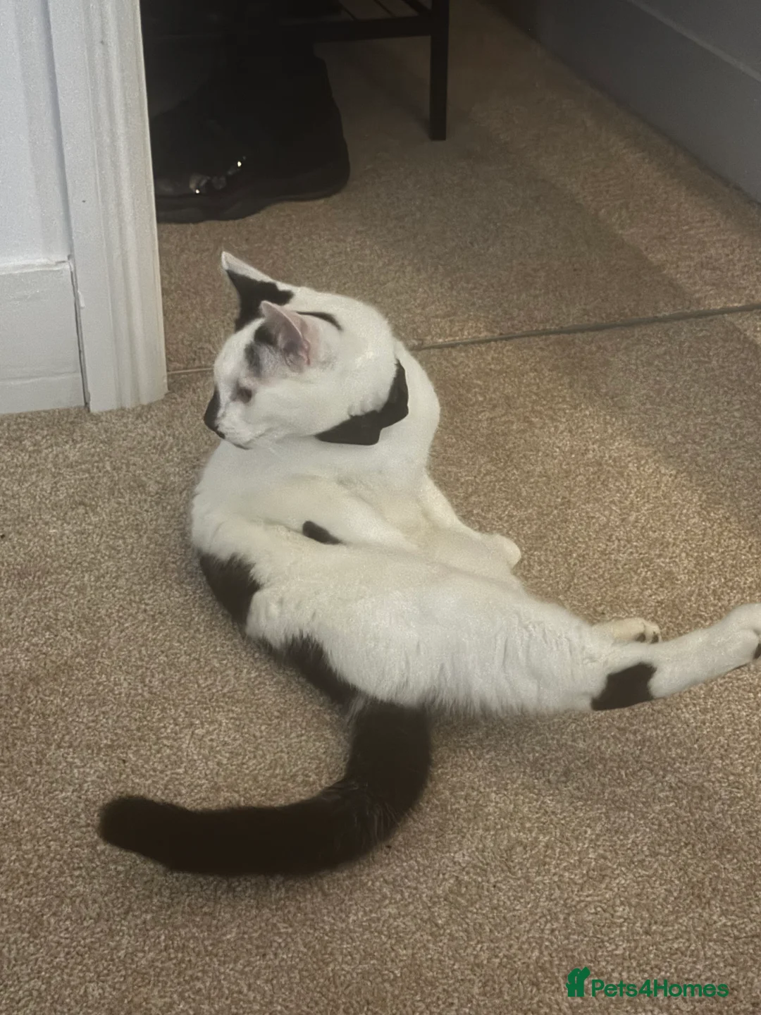 Mixed Breed cats for sale: Black kitten boy in Radlett - Advert 2