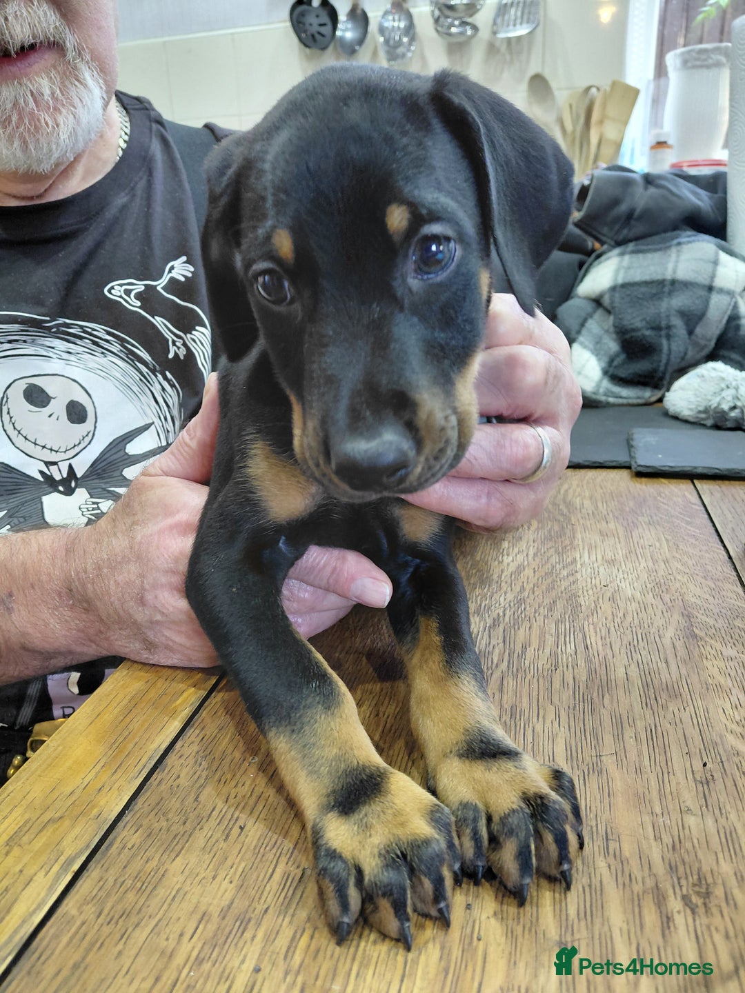 Dobermann dogs for sale: Doberman puppies looking for their forever home - Advert 17