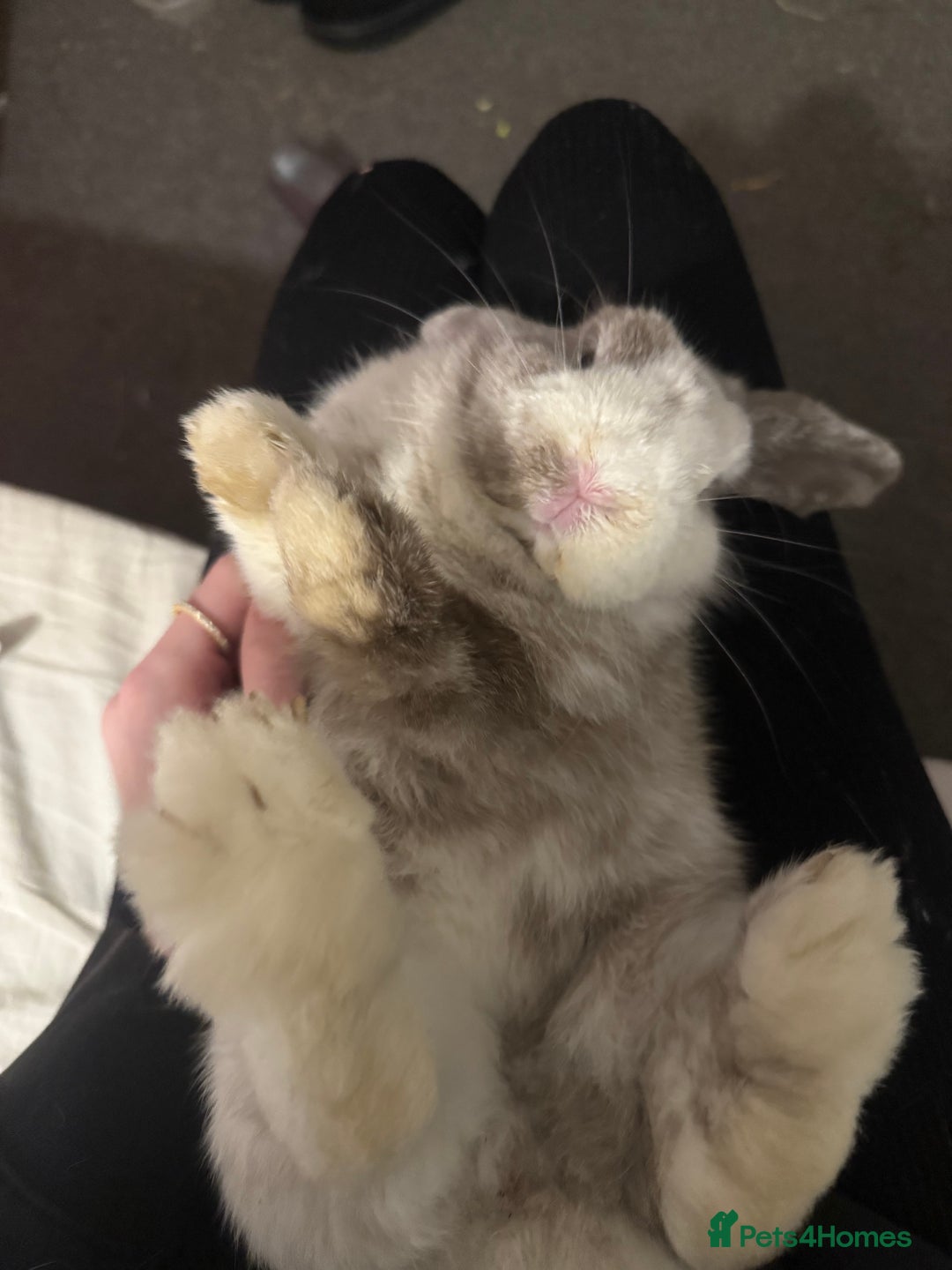 Mini Lion Lop rabbits for sale: Mini lop and double mane lionhead rabbits - Image 6