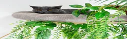 British Shorthair cats for sale: British short hair boy- GCCF registered - Advert 14