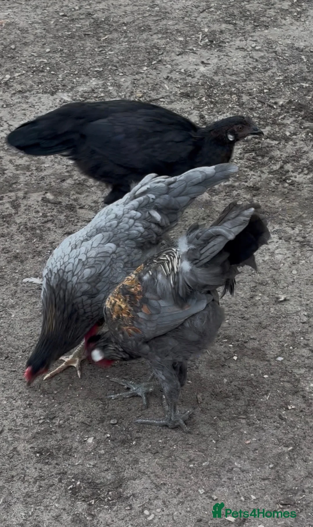 Mixed Breed livestock for sale: 5 months old chickens - Advert 2