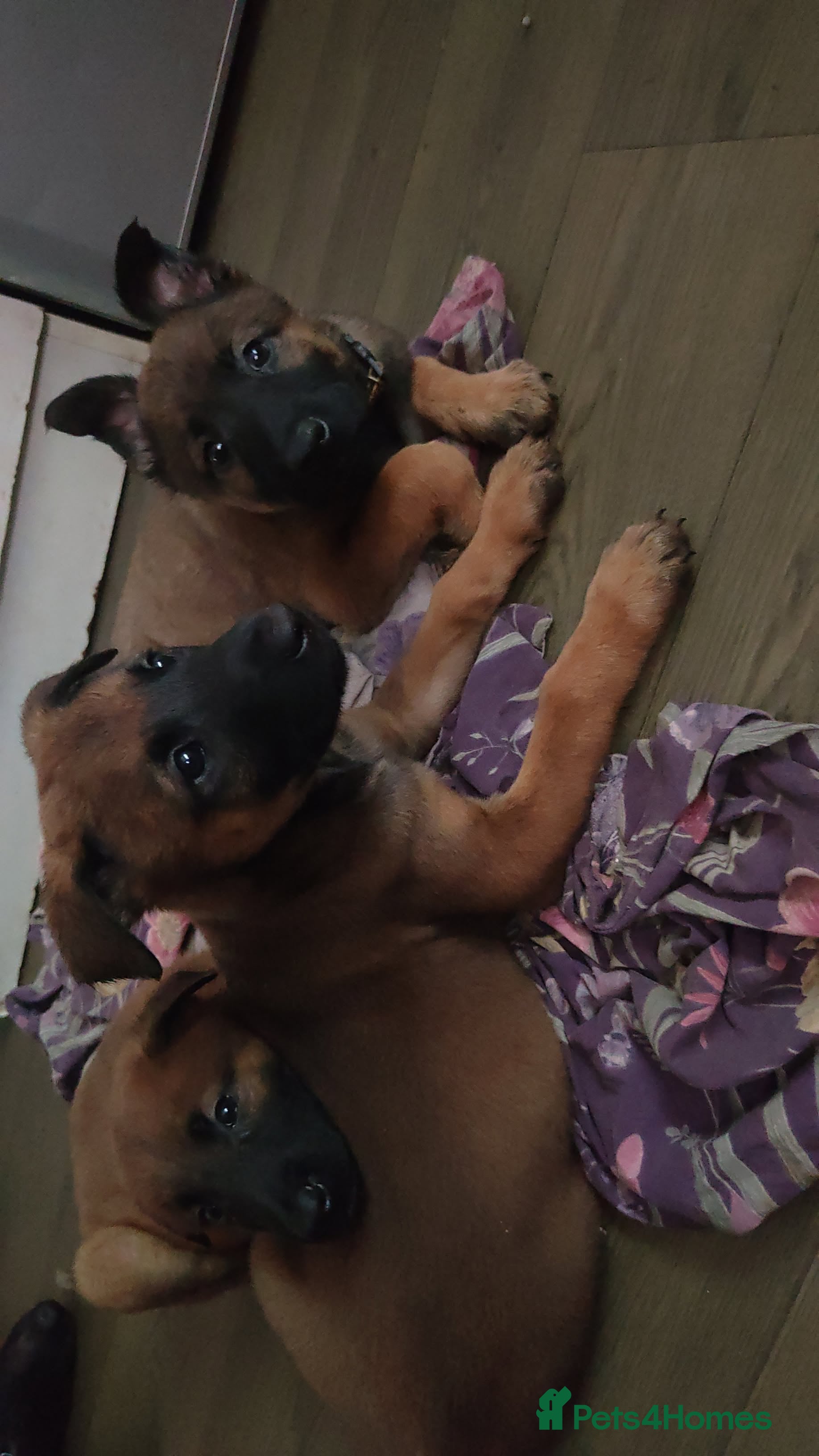 Belgian Shepherd Dog dogs Belgium malinois puppies  - Advert 6