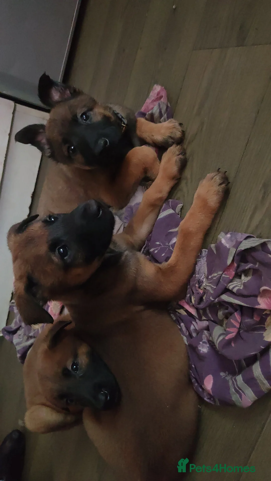 Belgian Shepherd Dog dogs for sale: Belgium malinois puppies  - Advert 1