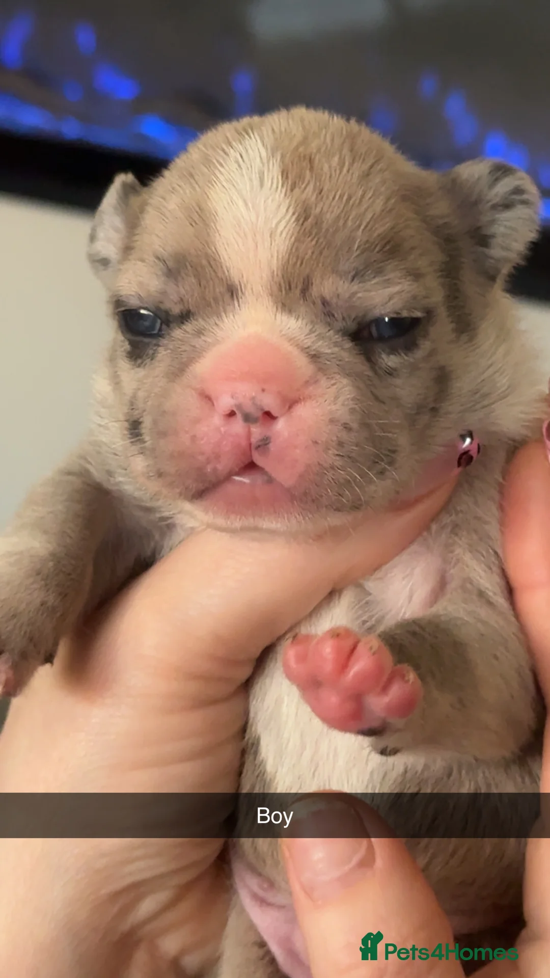French Bulldog dogs for sale: Litter of 6 raised by a family with children  - Advert 10