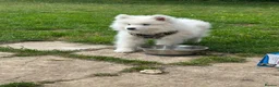 Samoyed dogs for stud:  SAMOYED STUD | CHAMPION BLOODLINE ⭐ - Advert 7