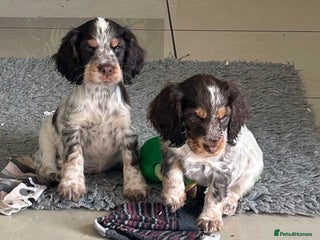 Cocker Spaniel dogs - Advert 15
