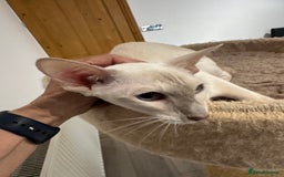 Siamese cats for sale: Lovely Siamese Lilac Point - Active Register - Image 7