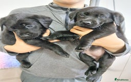 Labrador Retriever dogs for sale: **REDUCED** LAST GIRL PUPPY** - Image 7