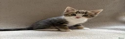 Mixed Breed cats for sale: Adorable Kittens Looking for Their Forever Home - Advert 3