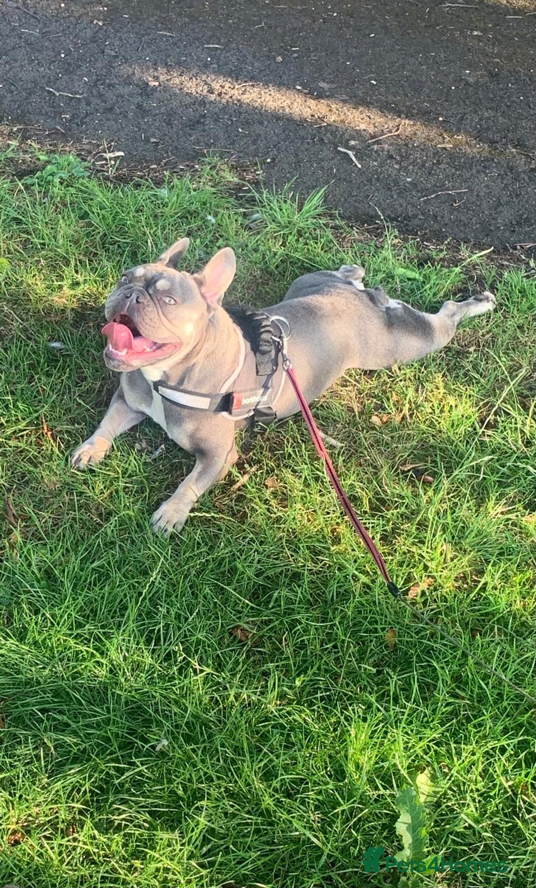 French Bulldog dogs for sale: Kc registered French bulldog puppys  - Advert 8