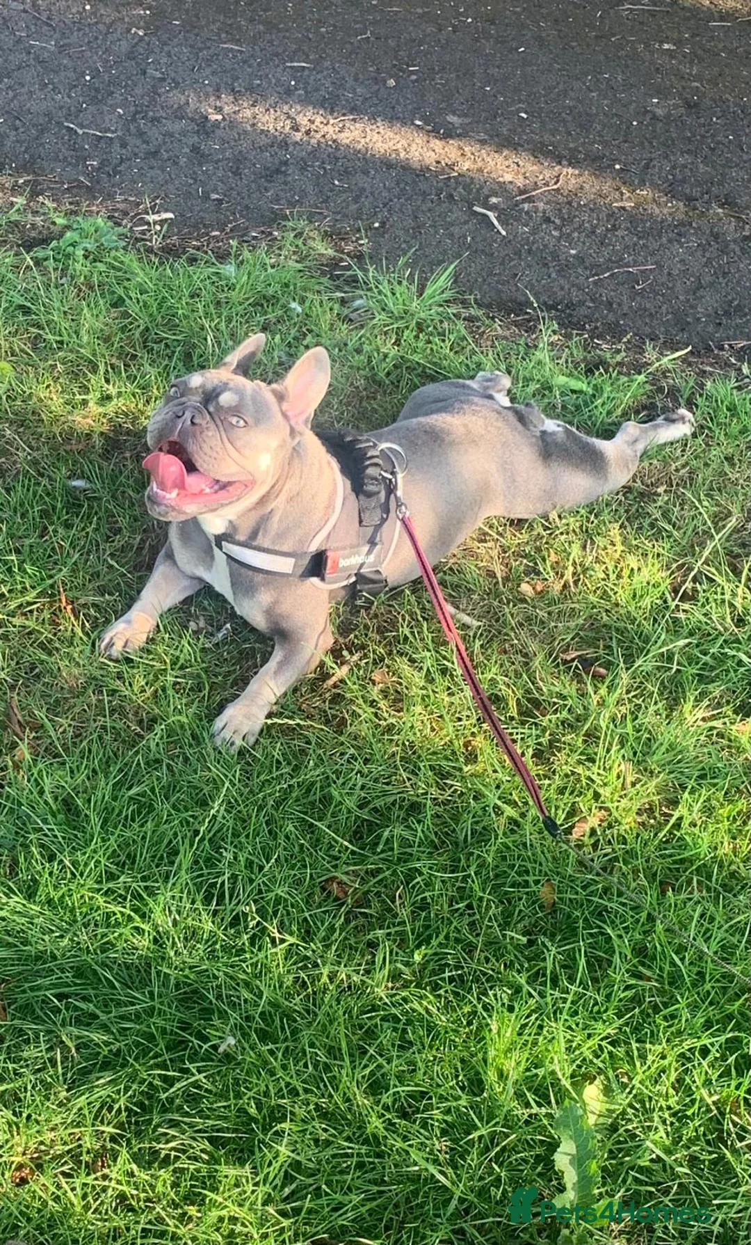 French Bulldog dogs for sale: French bulldog puppys kc registered  - Advert 9