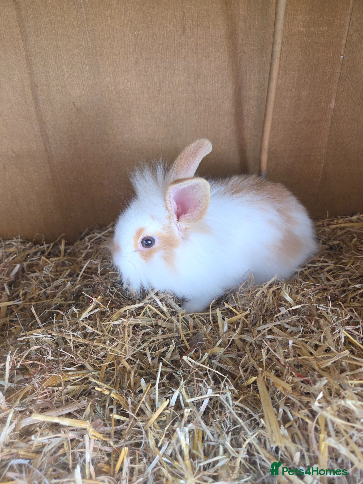 Mixed Breed rabbits Baby rabbits lion head mixed with mini lop - Advert 20