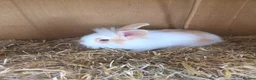 Mixed Breed rabbits for sale: Baby rabbits lion head mixed with mini lop - Advert 1