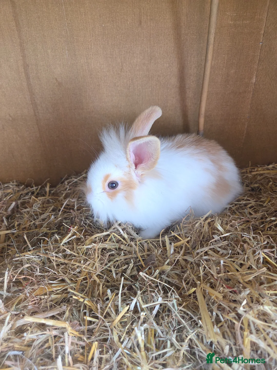Mixed Breed rabbits for sale: Baby rabbits lion head mixed with mini lop - Advert 1