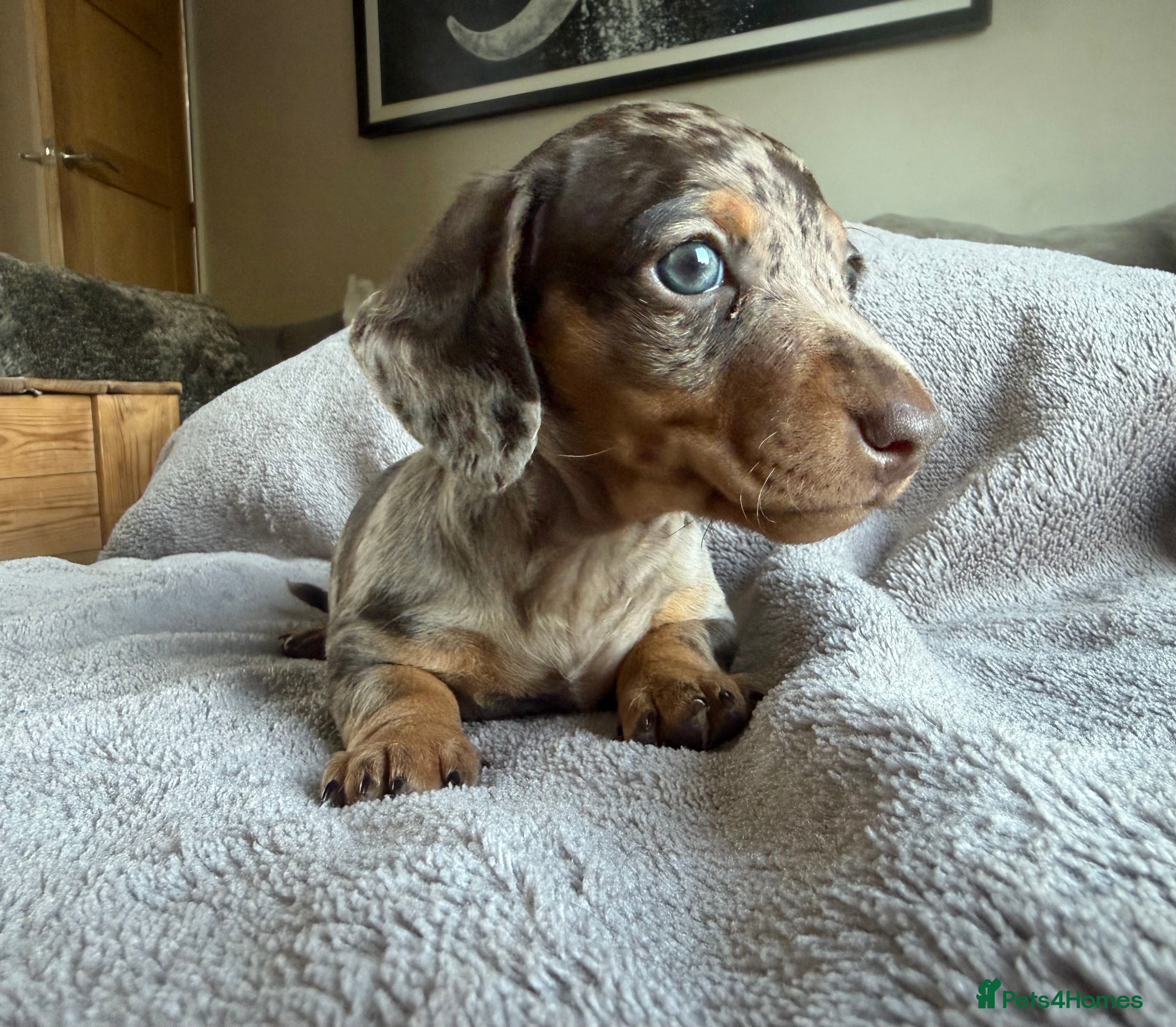 Miniature Dachshund dogs KC Registered Miniature Dachshund’s  - Advert 1