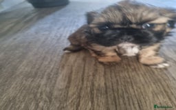 Shih Tzu dogs for sale: 3 lovely looking shih zue puppys. - Image 3