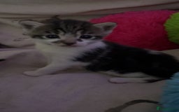 Mixed Breed cats for sale: Kittens - Image 2
