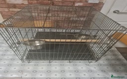 Parrots birds for sale: LORD DERBYAN MALE 5 MONTHS OLD  - Image 3