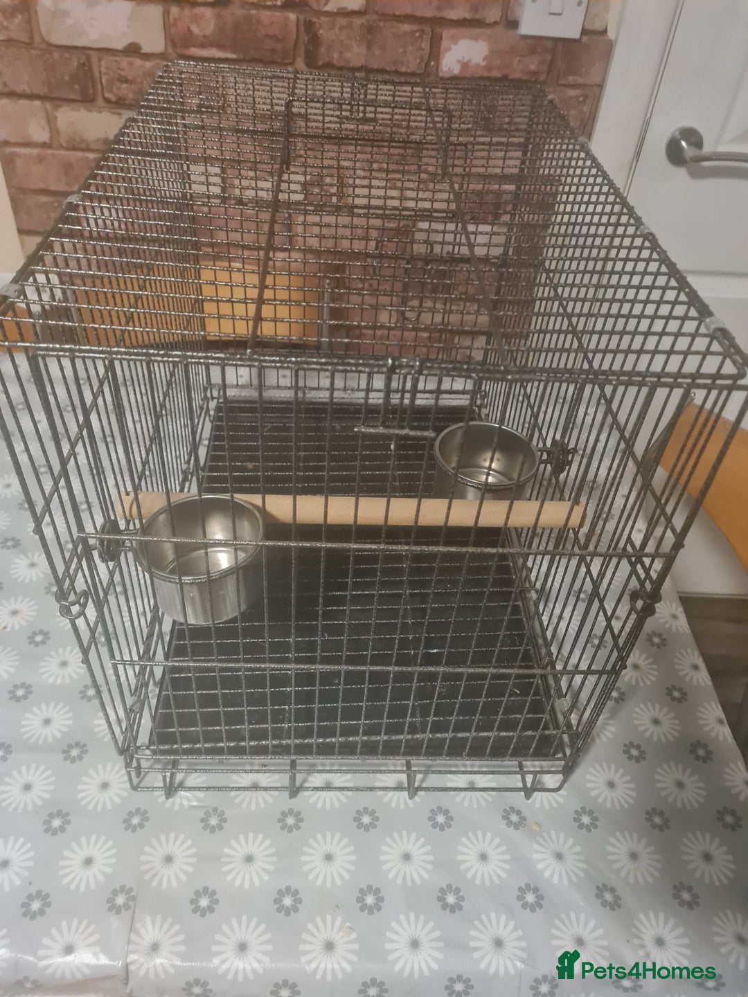 Parrots birds for sale: LORD DERBYAN MALE 5 MONTHS OLD  - Image 3