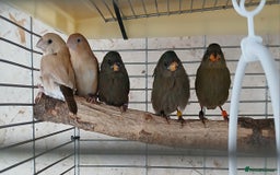 Finches birds for sale:  Finches=Red throated parrotfinchs  - Image 1