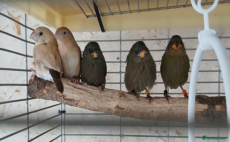 Finches birds - Advert 1