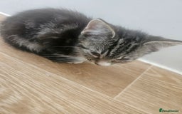 Mixed Breed cats for sale: Kittens For Sale - Image 3