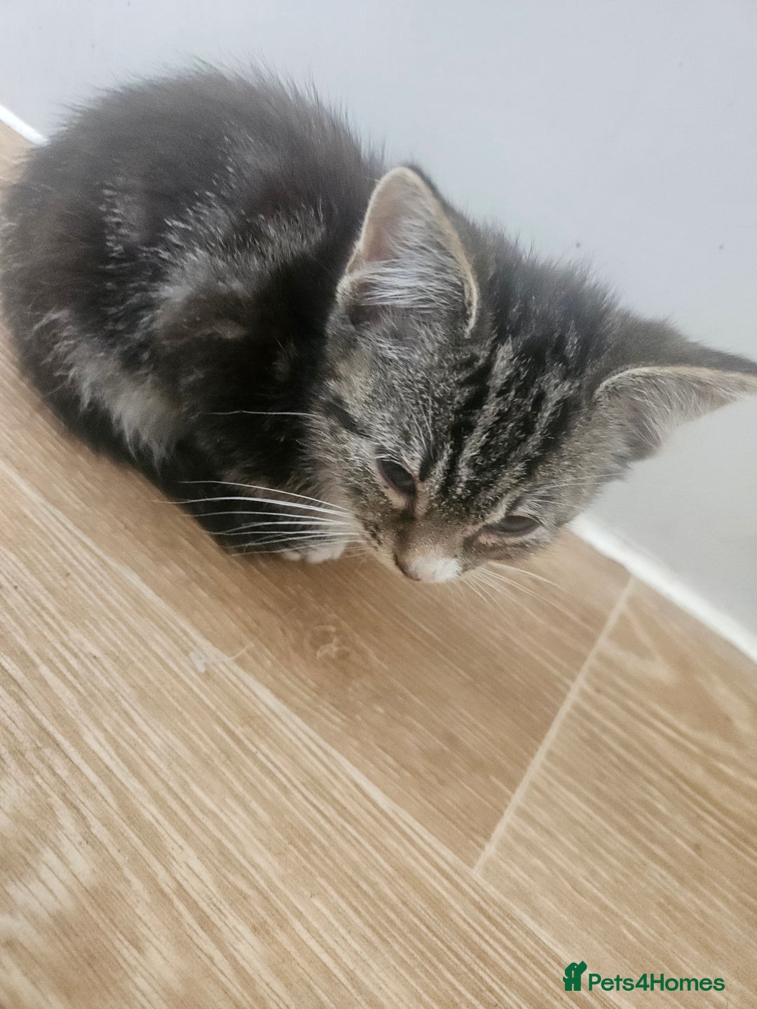 Mixed Breed cats for sale: Kittens For Sale - Image 3