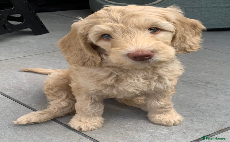 Mixed Breed dogs in Dunstable - Advert 11